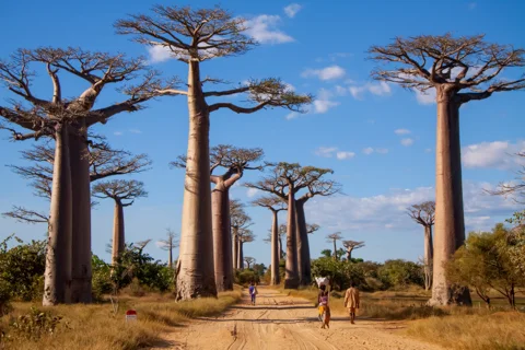 Madagascar | XL Travel Today